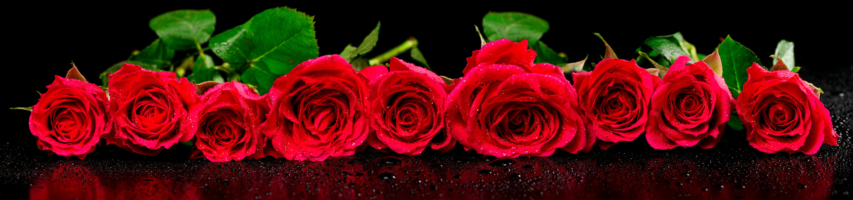 Panoramic image of red roses with dew drops on a black background